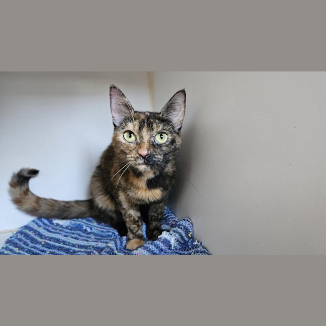 Photo of Peppermint