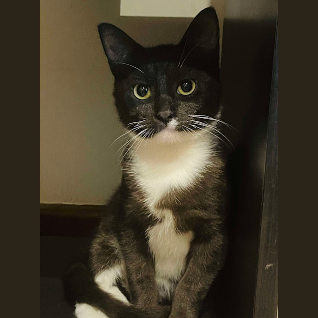 Photo of Max   In Foster Care In Reservoir