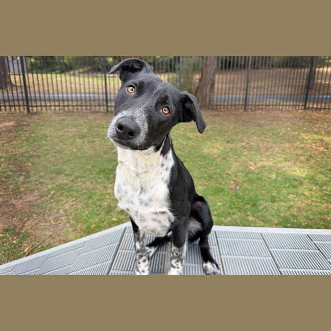 Photo of Percy