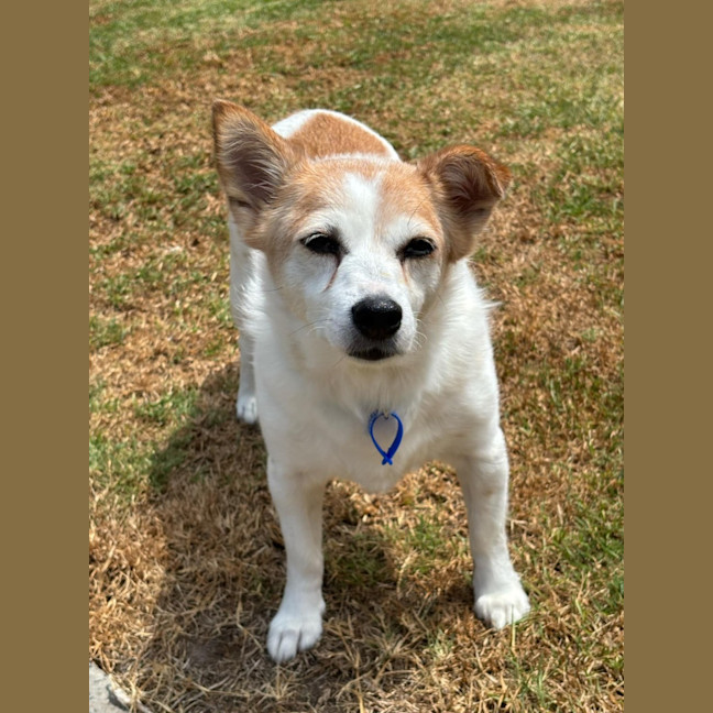 Photo of Dexter   10 Year Old Jack Russell (On Trial)