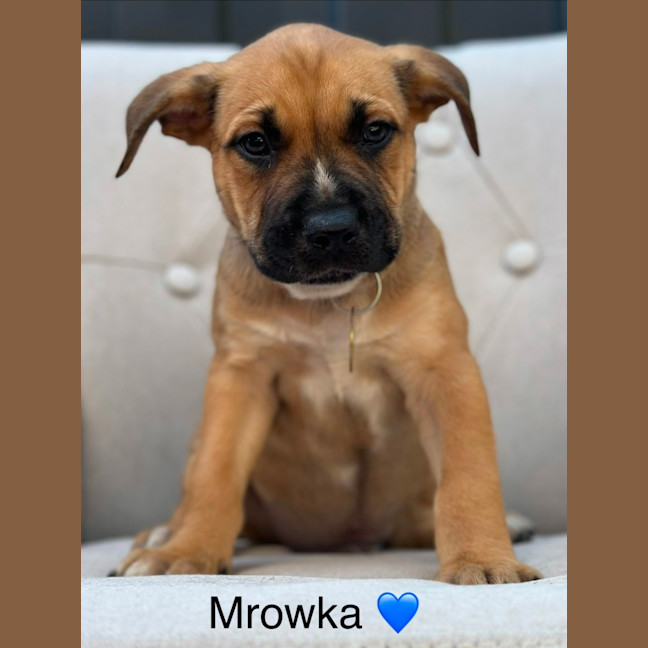 Photo of Mrowka