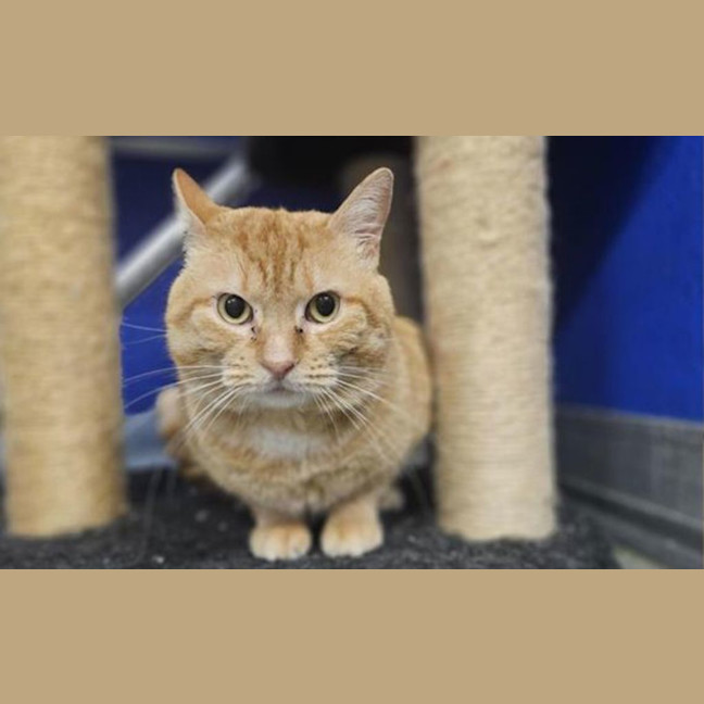 Photo of Pumpkin