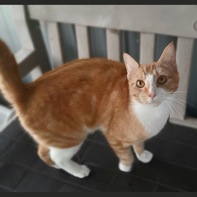Photo of Harvey