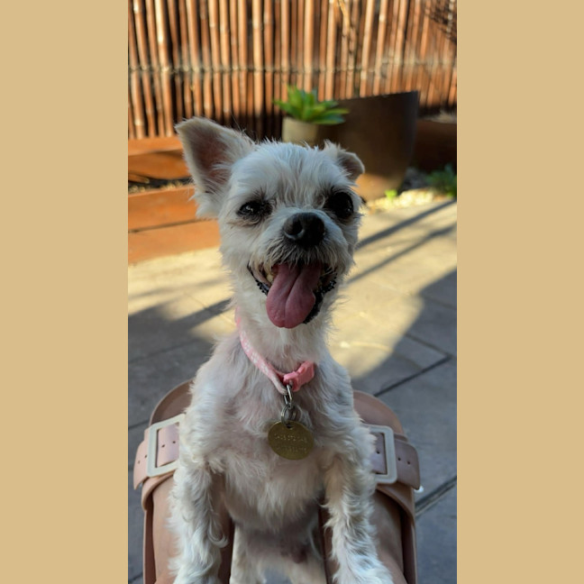 Photo of Fran Drescher