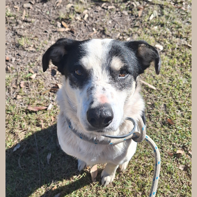 Photo of Boscoe