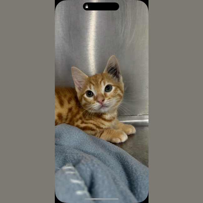 Photo of Crumpet   Located In Ashburton