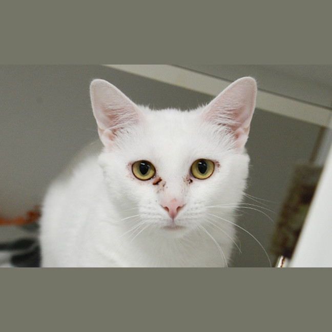 Photo of White Shadow