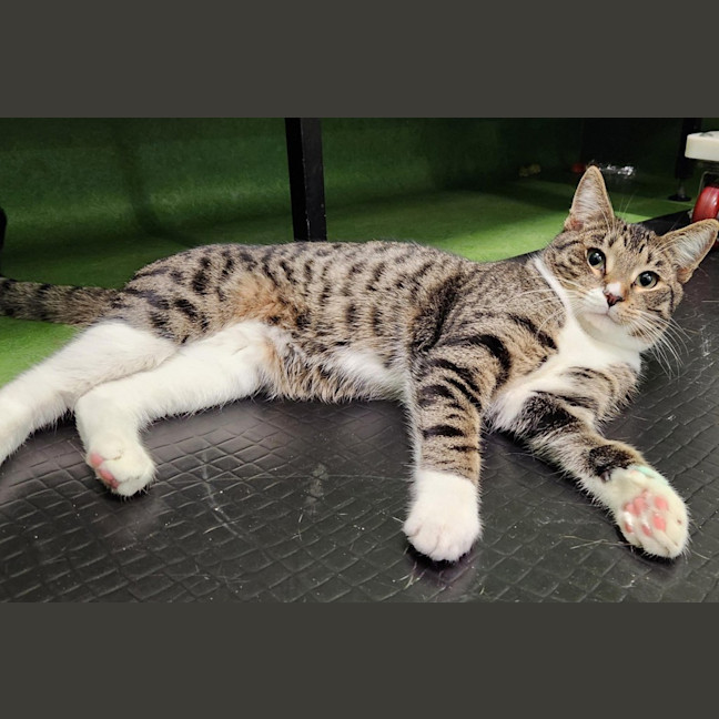 Photo of Little Sox Wok