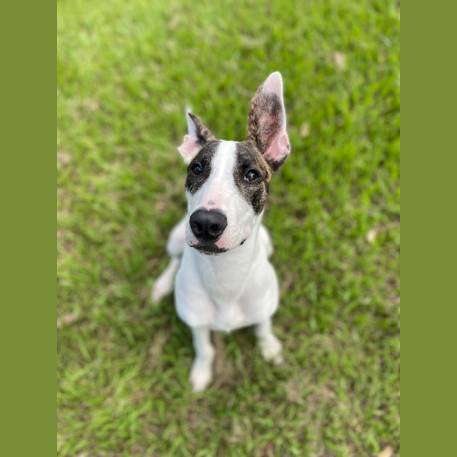 Photo of Wallace