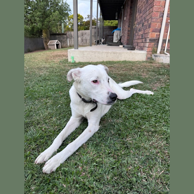 Photo of Brazil *$350 Adoption Fee*