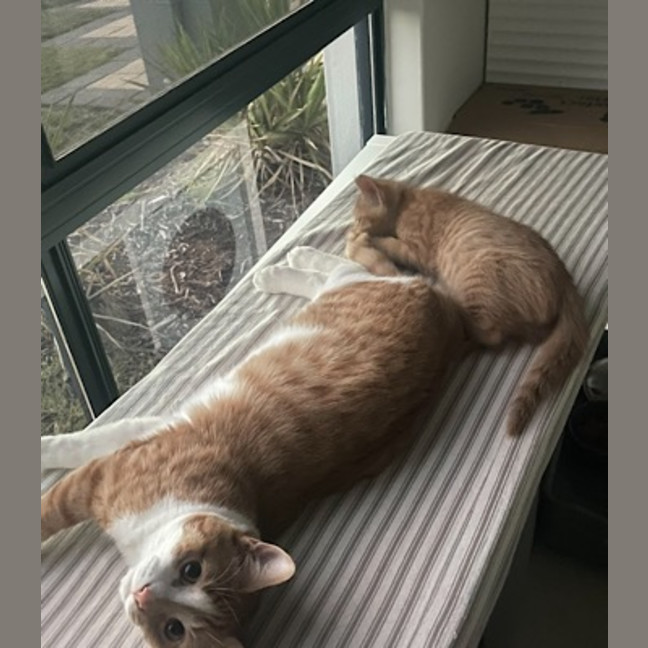 Photo of Cecil (Fostered In Perth)