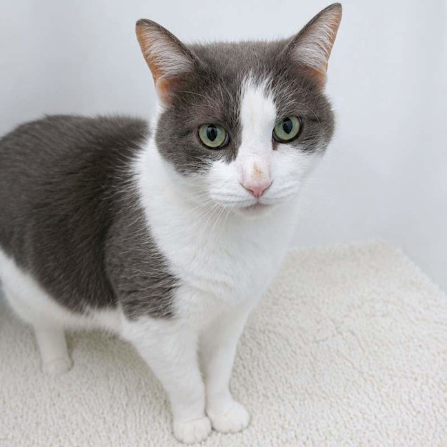 Photo of Mr Whiskers