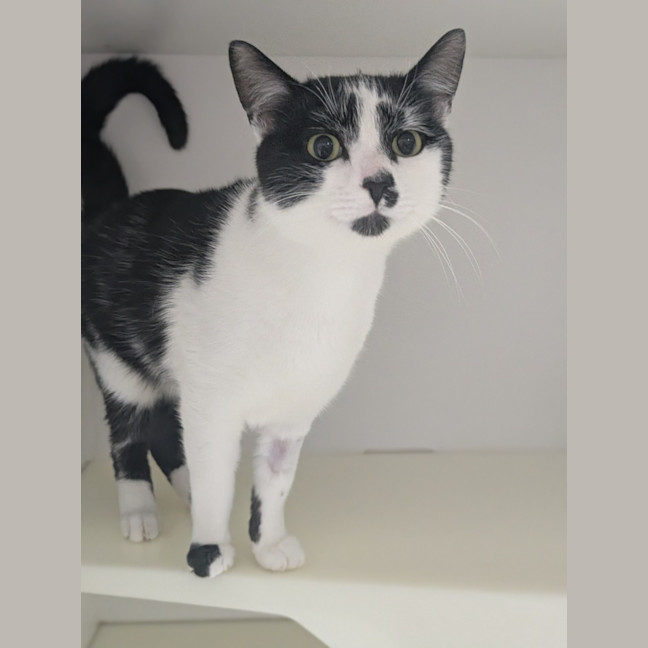 Photo of ⚓ Captain 6688 ⚓