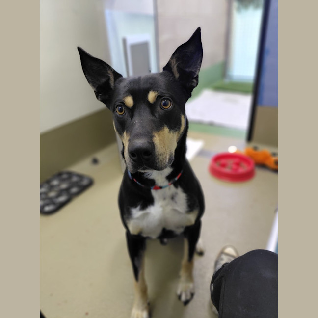 Photo of Banjo