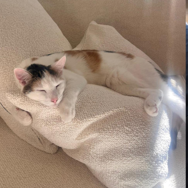 Photo of Sugar