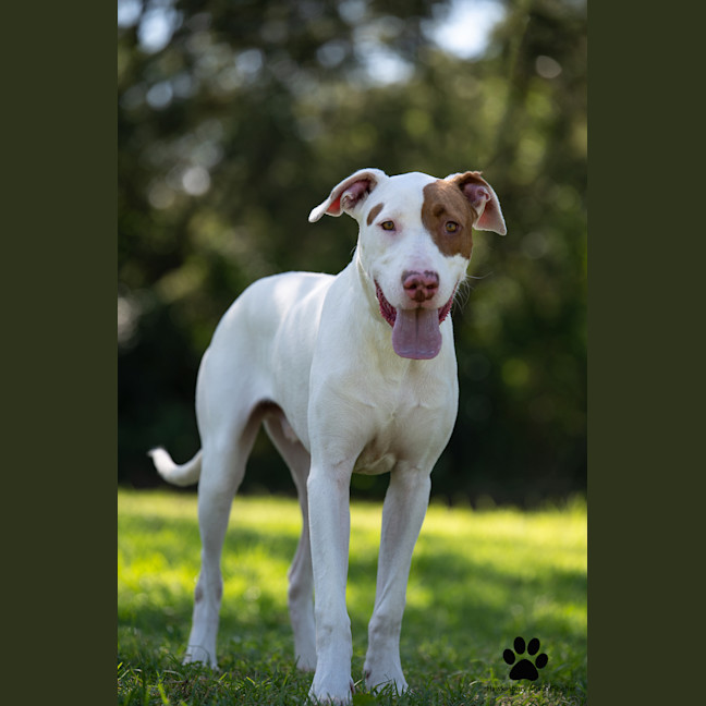 Photo of Huxley