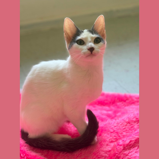 Photo of Pearline 