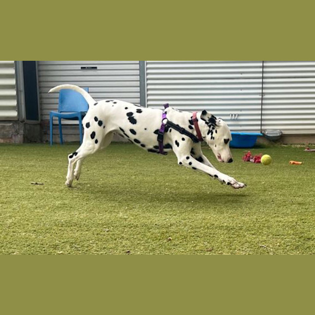 Photo of Arya