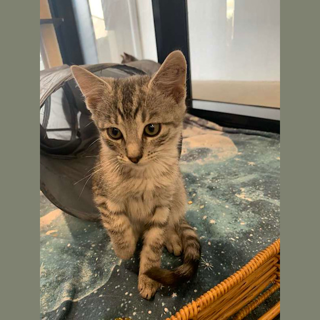 Photo of Ember