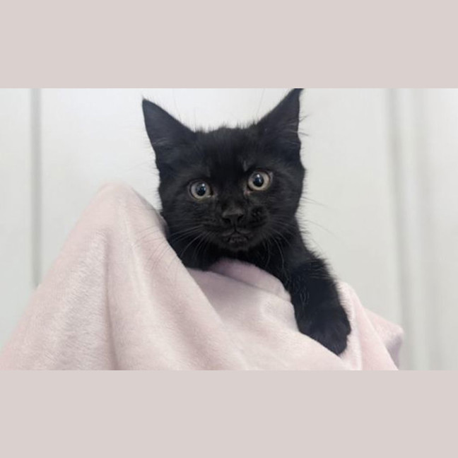 Photo of Milo