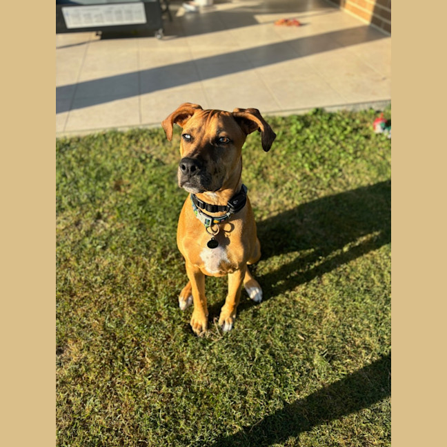 Photo of Magnum *$350 Adoption Fee*