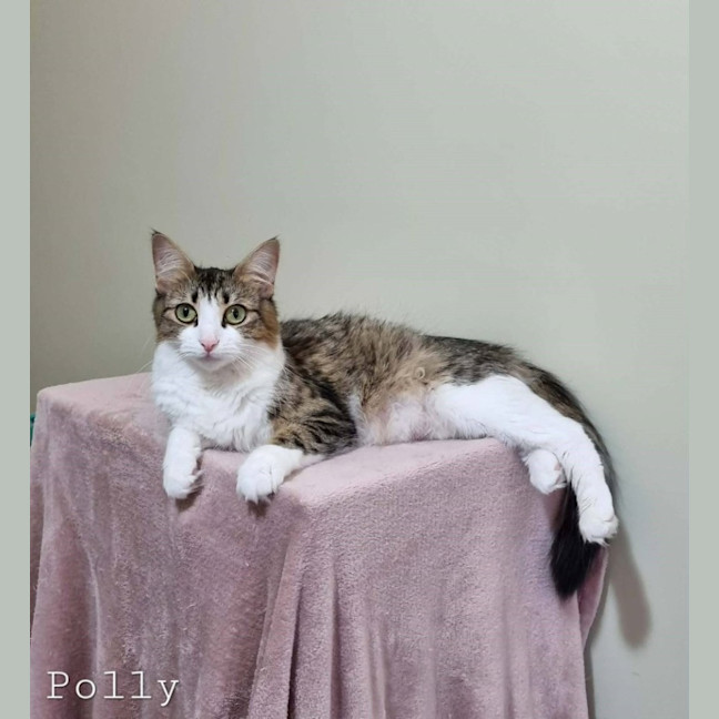 Photo of Polly