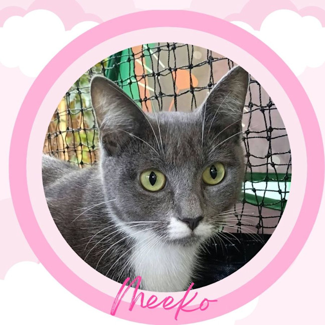 Photo of Meeko