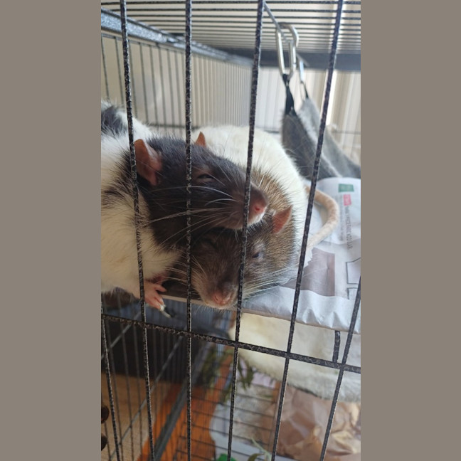 Photo of Peanut / Rhino