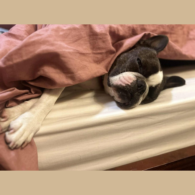 Photo of Remy   4 Year Old Boston Terrier