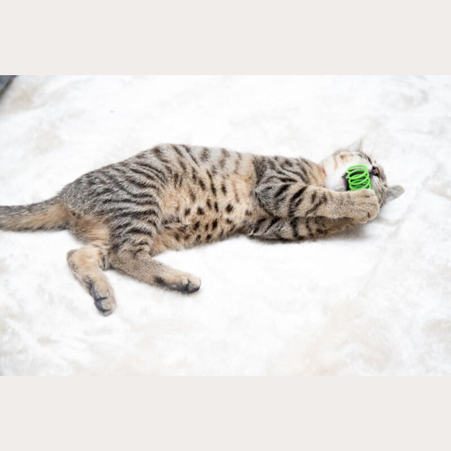 Photo of Almond
