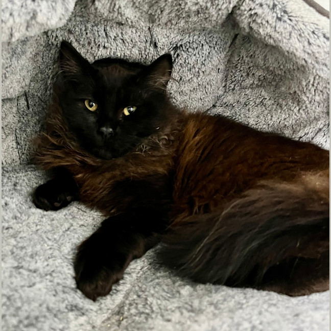 Photo of Nox