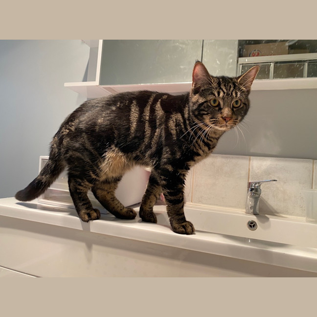 Photo of Tigerstripe