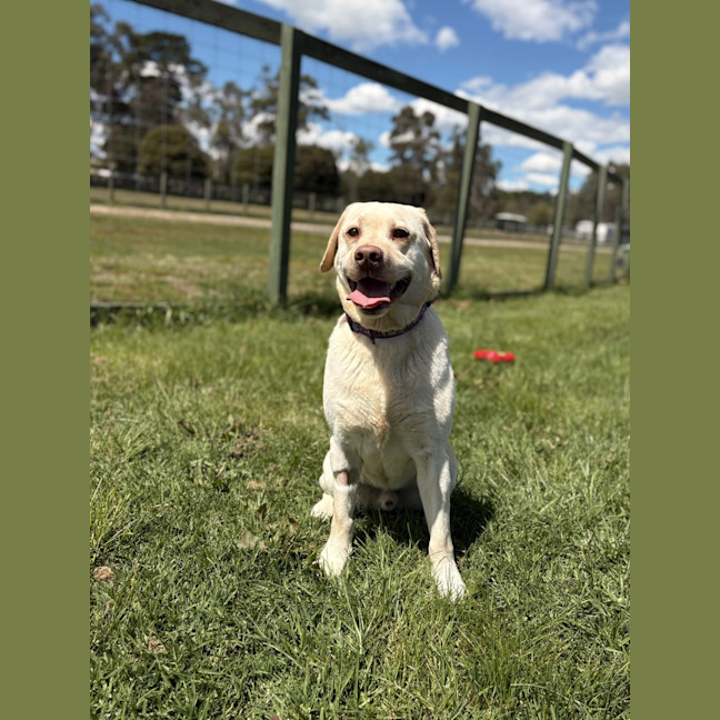 Photo of Koby