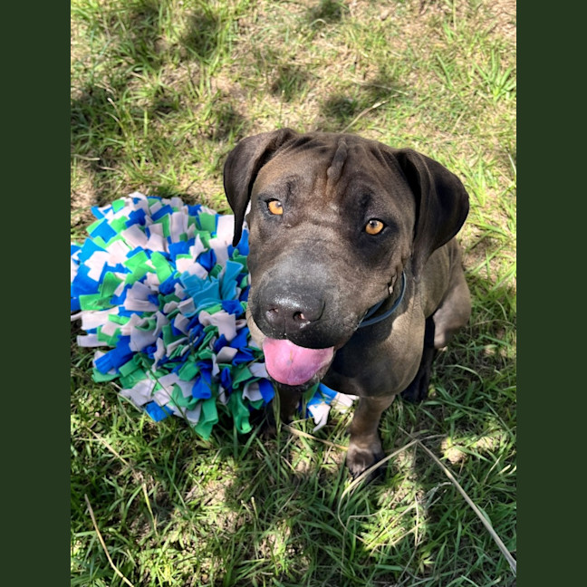 Photo of Lil' Moo (9038)