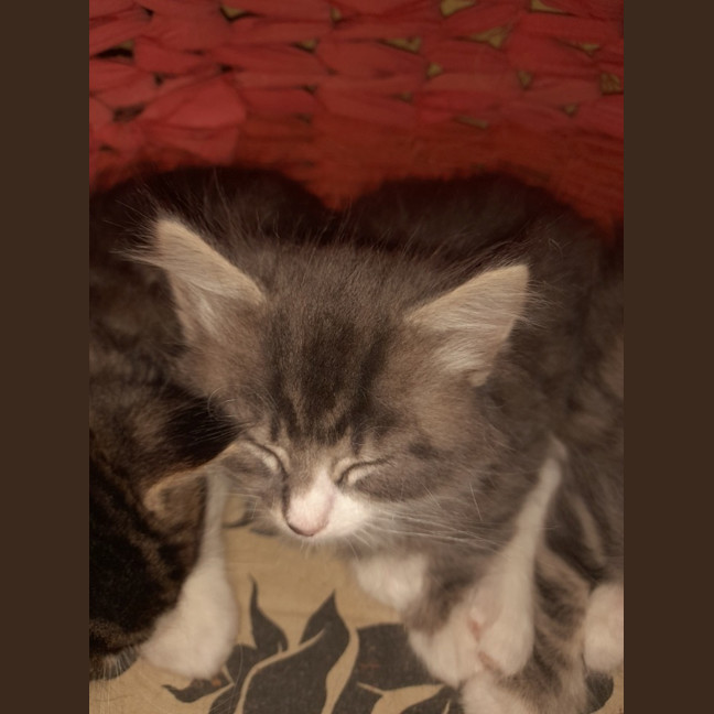 Photo of Fionn