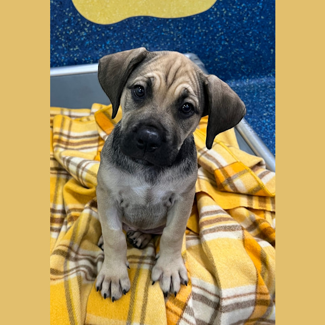 Photo of Bean