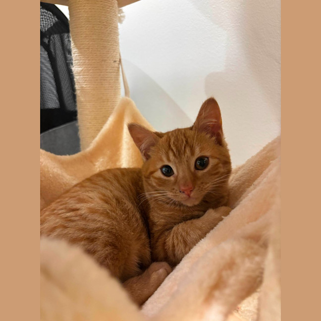 Photo of Poppy