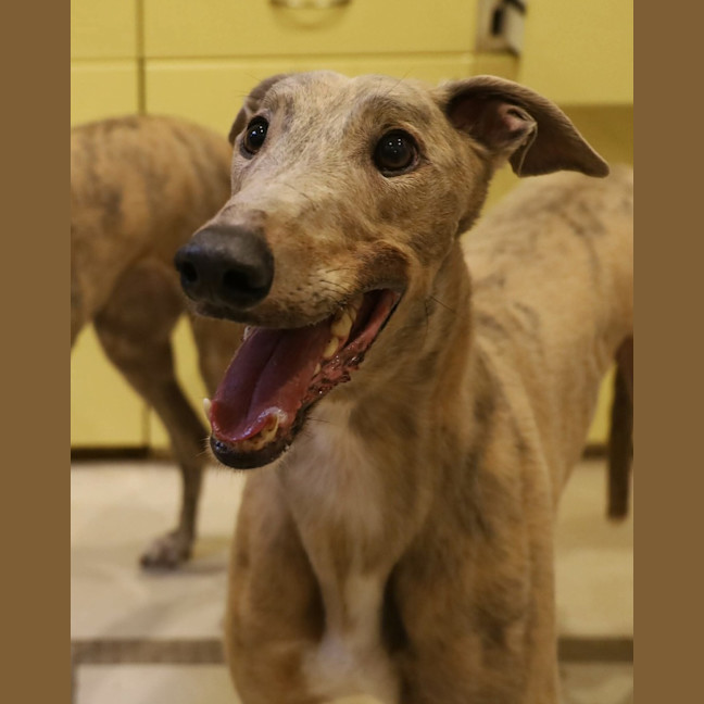 Photo of Ace, The Greyhound 