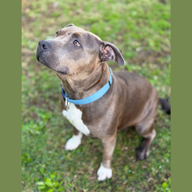 Photo of Brindi