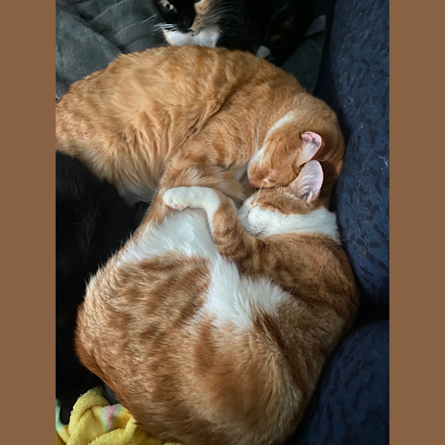 Photo of Jayce **2nd Chance Cat Rescue**