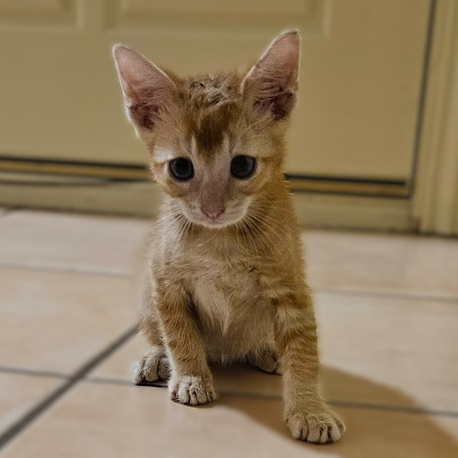 Photo of Icarus