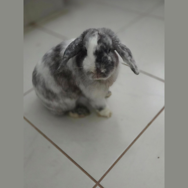 Photo of Pickles 