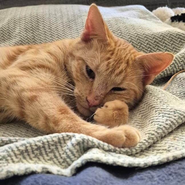 Photo of Alfie