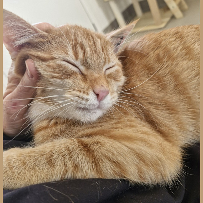 Photo of C1479 Bobby