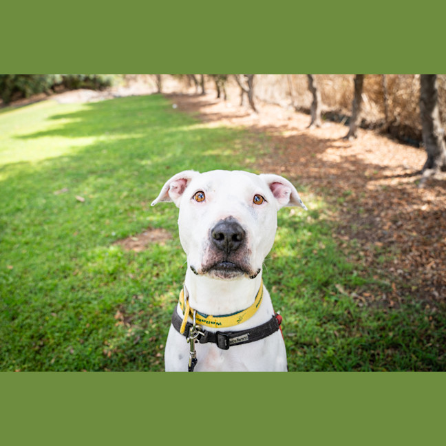 Photo of Snowy