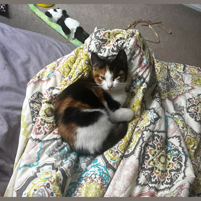Photo of Jelly Bean