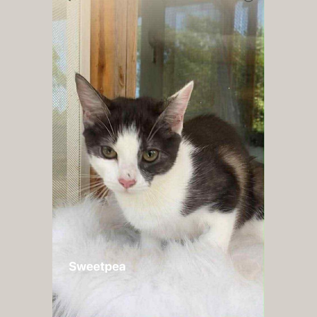 Photo of Sweet Pea