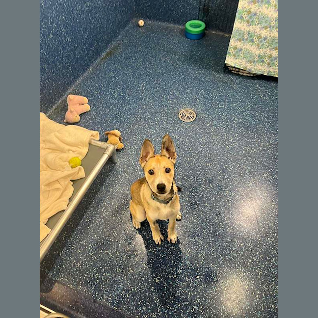 Photo of Baxter