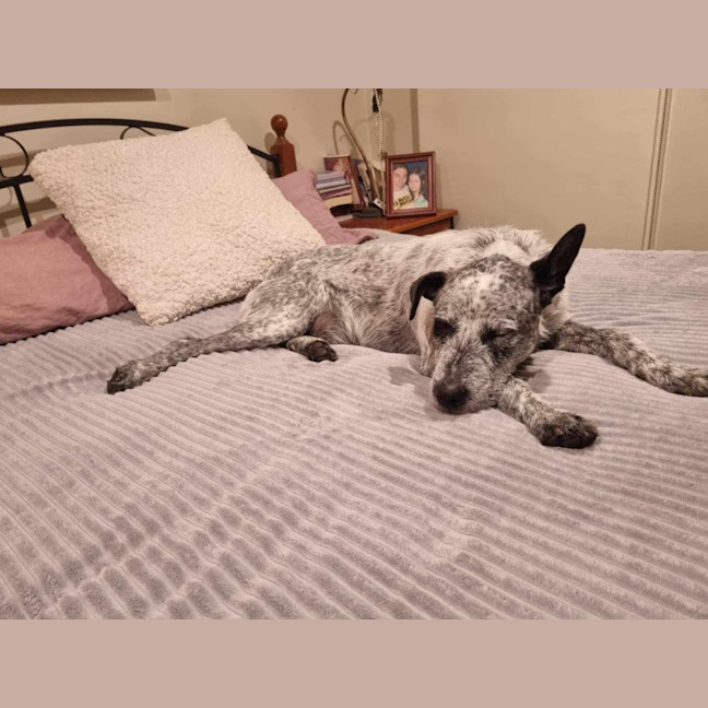 Photo of Scruffy