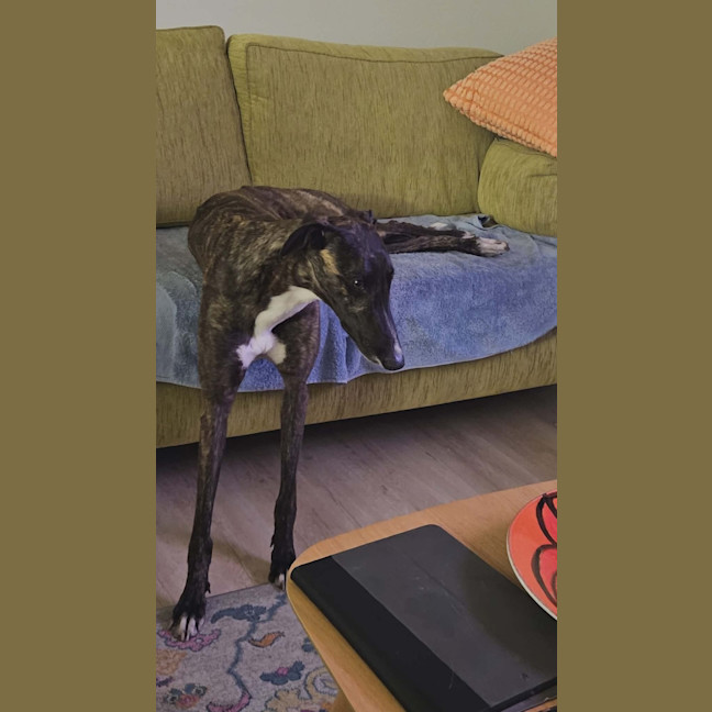 Photo of Brittney, The Greyhound